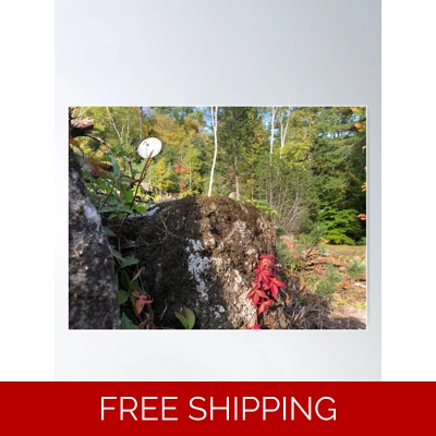 Le Studio Poster Satellite Dish 2019